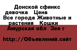 Донской сфинкс девочка › Цена ­ 15 000 - Все города Животные и растения » Кошки   . Амурская обл.,Зея г.